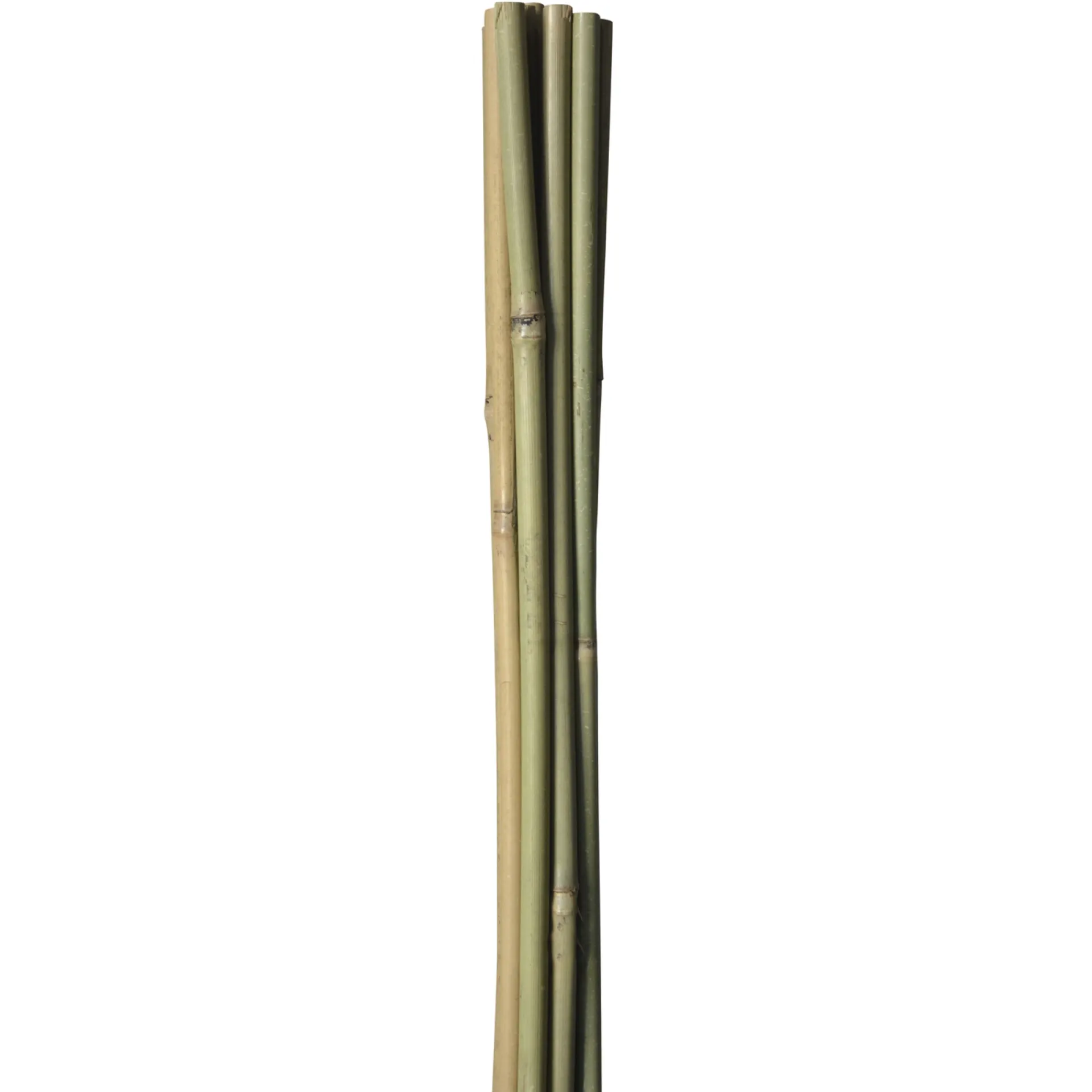 HOME it GARDEN Frø & Spiring > BAMBUSPINDE 90 CM