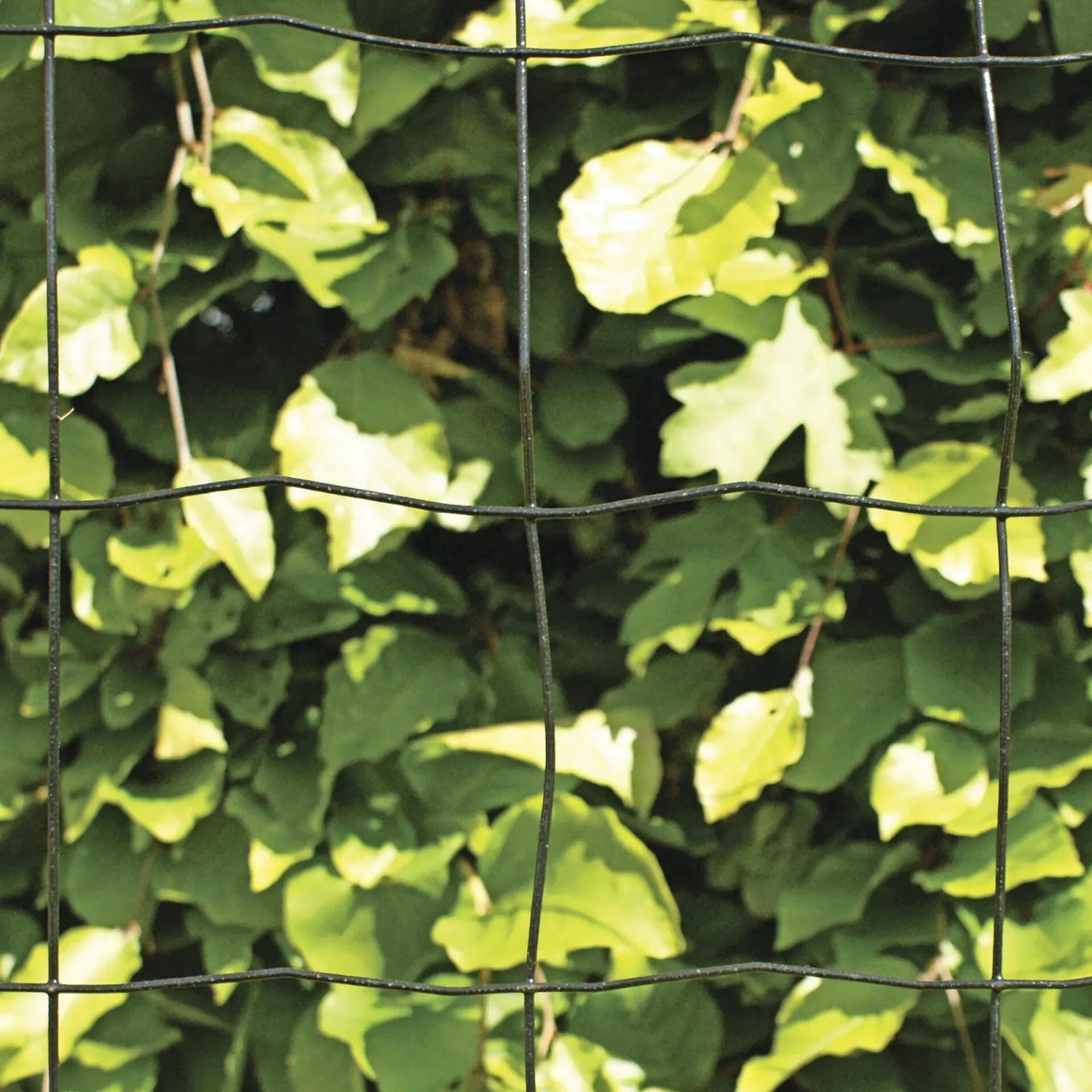 Hortus Trådhegn & Volierenet > PVC FRI TRÅDHEGN SORT PLASTBELAGT 0.60 X 20 M