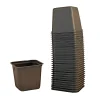 Weibulls Frø & Spiring > DYRKNINGSKRUKKE 6 CM 30-PAK